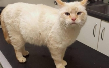 thay bung meo to khac thuong gia dinh tuong sap de nhung khi mo ra thi su that khong phai nhu vay