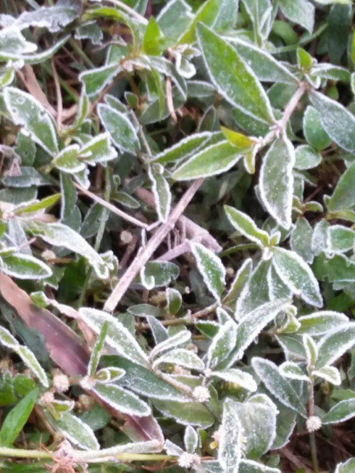 nghe an mot so noi xuong den 0 do c vung nui cao xuat hien bang tuyet