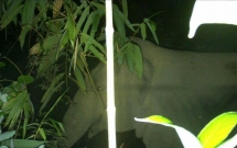 nguoi dan xon xao khi lien tiep phat hien voi rung tai ha tinh