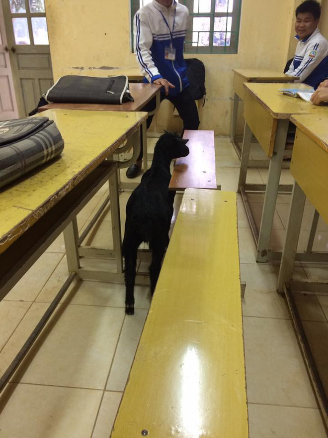 dat de vao phong thi voi y dinh danh lac huong giam thi cau hoc sinh mat luon pet cung