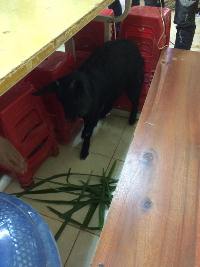 dat de vao phong thi voi y dinh danh lac huong giam thi cau hoc sinh mat luon pet cung