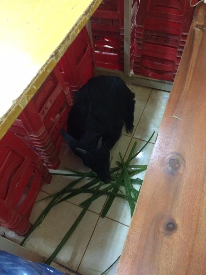 dat de vao phong thi voi y dinh danh lac huong giam thi cau hoc sinh mat luon pet cung