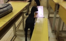 dat de vao phong thi voi y dinh danh lac huong giam thi cau hoc sinh mat luon pet cung