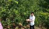 Điện Biên Mường Nhé: Thu nhập 100 triệu đồng từ trồng cam Vinh