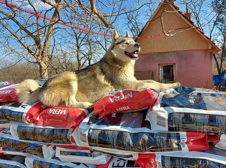 Những con vật được nuôi nấng ở khu trại Vucjak Shelter hoàn toàn không bị xích hay nhốt.