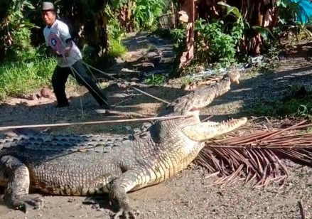 Ông Usman, 53 tuổi, cố gắng khống chế con cá sấu dài hơn 4 m ở đảo Sulawesi, Indonesia hôm 25/6. Ảnh: Ansar/Reuters