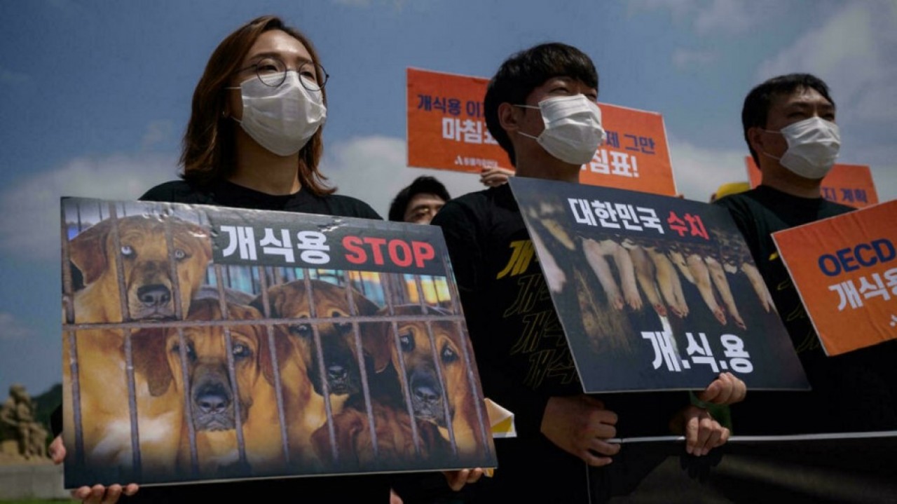 Tổng thống Hàn Quốc đặt dấu chấm hết cho thói quen ăn thịt chó ở xứ sở kim chi?