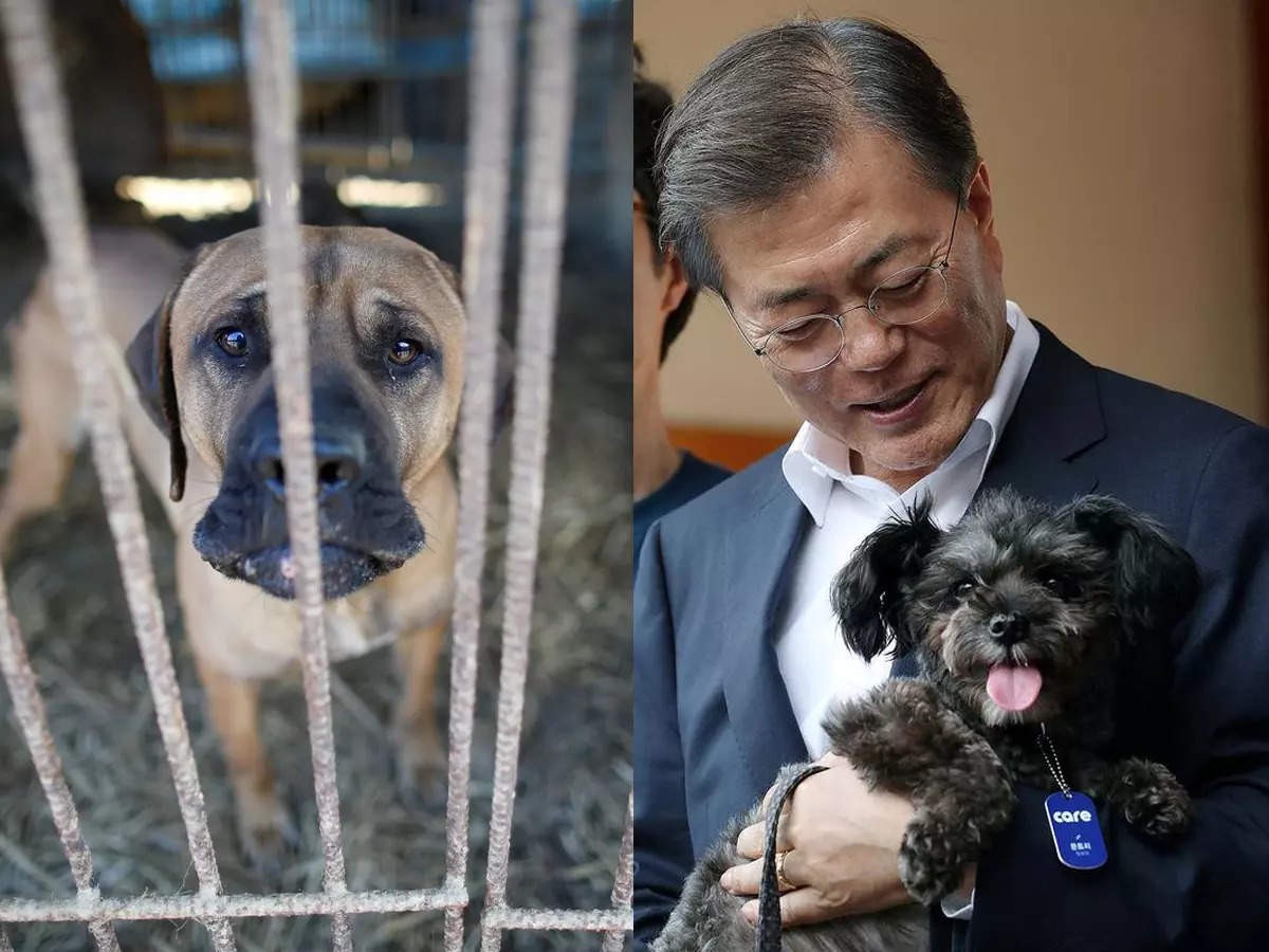 Tổng thống Hàn Quốc Moon Jae-in đề nghị cấm ăn thịt chó. Ảnh: 