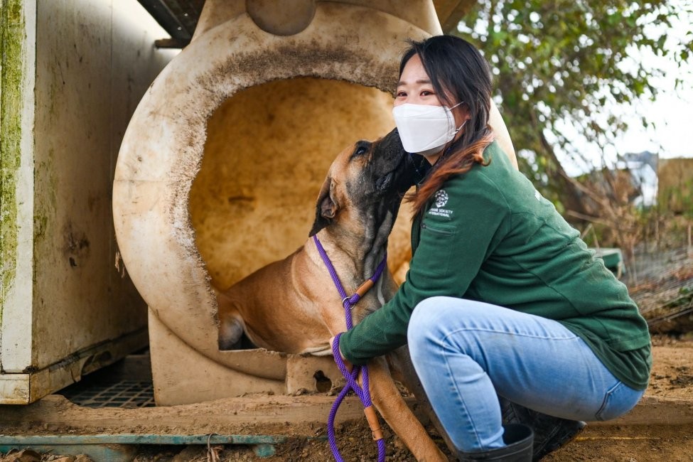 Ngày càng có nhiều người dân Hàn Quốc xem chó là thú cưng hơn là động vật lấy thịt. Ảnh: Thomas Maresca/UPI