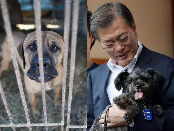 Tổng thống Hàn Quốc đặt dấu chấm hết cho thói quen ăn thịt chó ở xứ sở kim chi?
