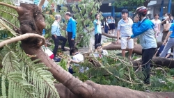 Sau vụ cây đổ làm chết học sinh, Sở GD&ĐT TP.HCM ra thông báo khẩn