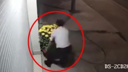 Video: Ăn mặc lịch sự, đi ô tô, người đàn ông vẫn ăn trộm hai chậu hoa ngày giáp Tết