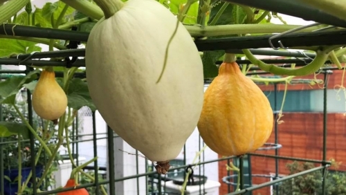 Gia đình Sài Gòn bị nhầm là trồng rau 'đột biến' vì quá tốt