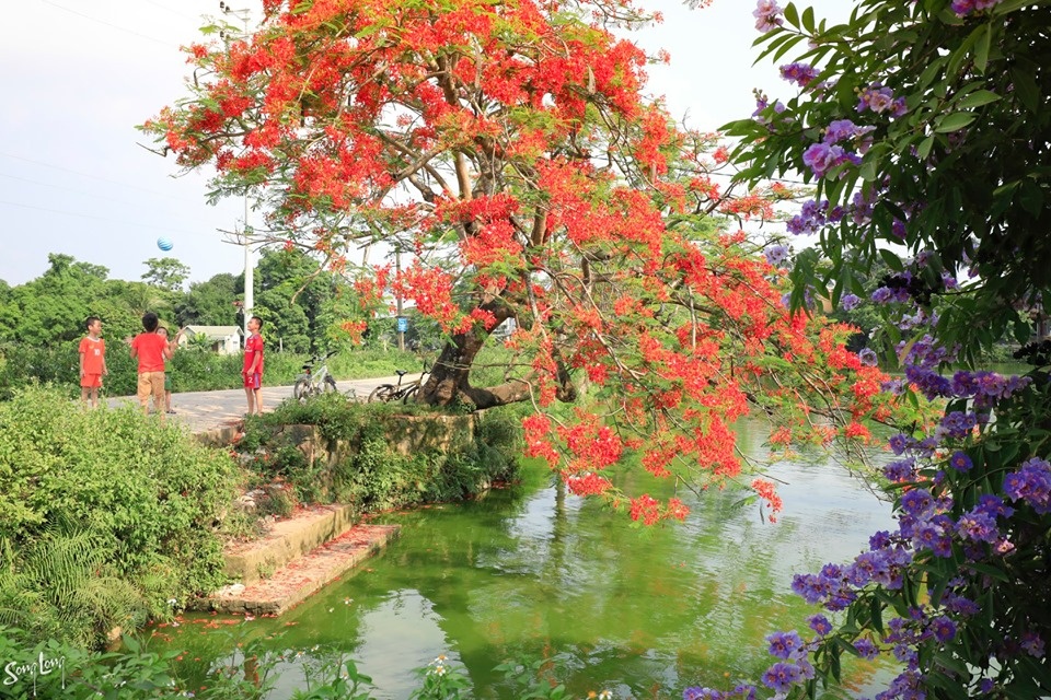 hoa quanh lang mua ha mang tuoi tho tuong xa roi tro ve gan gui van vuong