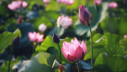 Mùa sen nở rộ ở làng La Chữ, Thừa Thiên Huế