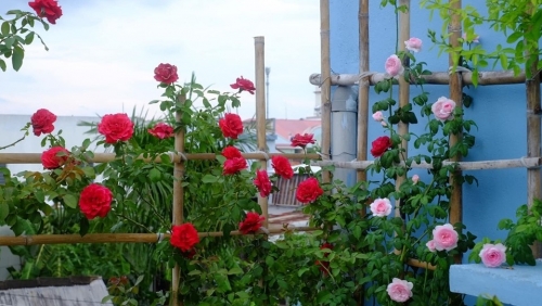 Mong bố mẹ có tuổi già thanh bình, chàng trai trẻ biến sân thượng nhỏ thành vườn hồng đẹp như mơ