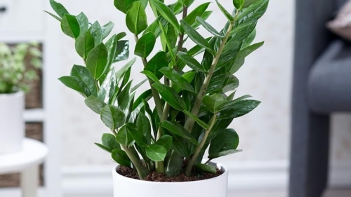 Trong lá cây kim tiền có chất gì gây bỏng da?