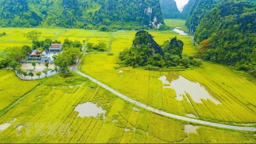 Vẻ đẹp mùa lúa chín vàng bao quanh đền cổ Thái Vi