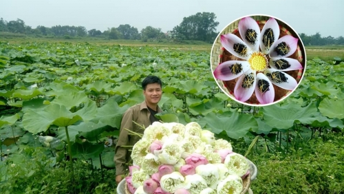 Đam mê trồng chè, ướp sen, chàng cử nhân báo chí rời thành phố về quê khởi nghiệp