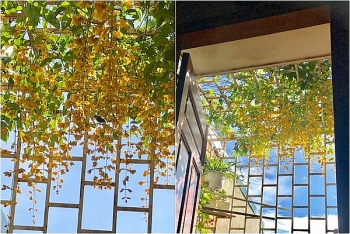 Giàn hoa lan hoàng dương đẹp thơ mộng như chốn thần tiên