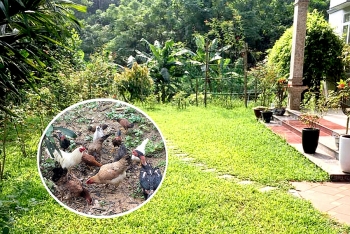 Sân vườn 100m2 mùa nào rau nấy, gà thả chạy bộ, cỏ mọc tự nhiên khiến người thành phố cũng mê