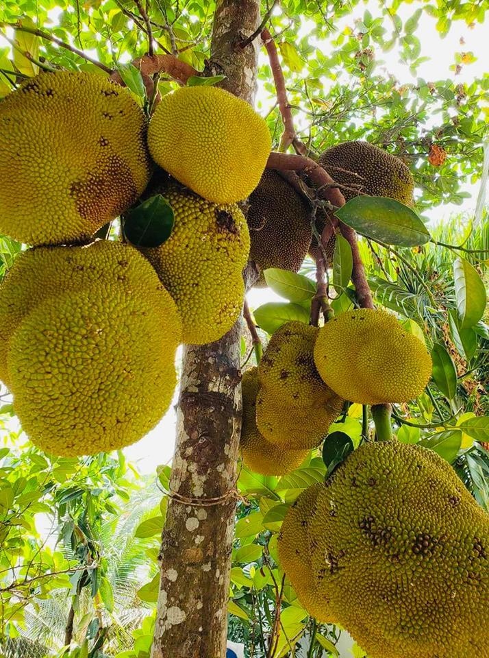 sao viet va cuoc song trong rau nuoi ga o nhung nong trai tien ty