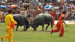 video hai hung trau xong chuong dien cuong tan cong cu gia