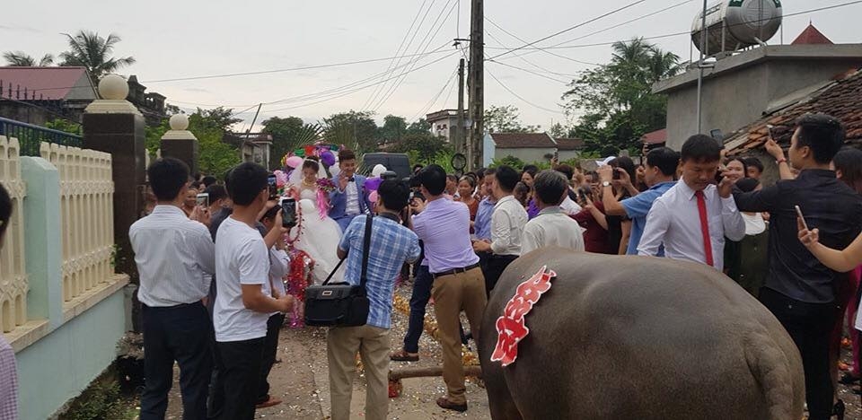 duoc ruoc dau bang xe trau co dau cuoi hanh phuc man nguyen