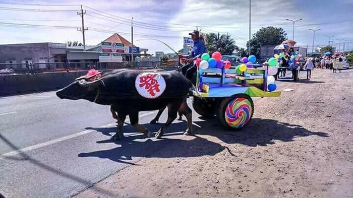 duoc ruoc dau bang xe trau co dau cuoi hanh phuc man nguyen