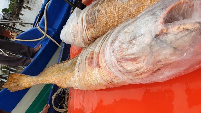 ngu dan ca mau bat duoc cap ca su vang quy hiem nang 70 kg
