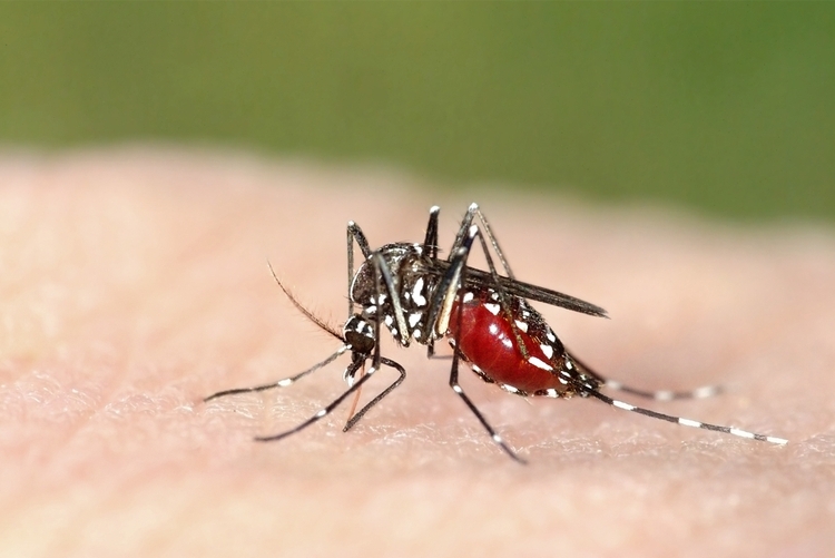 da co vaccine chong sot ret dau tien tren the gioi