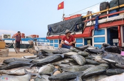 Ngư dân Lý Sơn trúng đậm mẻ cá hơn nửa tỷ đồng ở Hoàng Sa