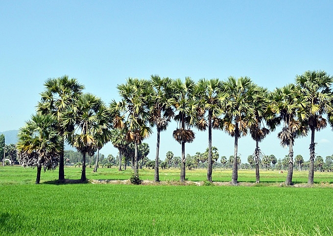 kiem tien trieu tu nghe treo cay ky la 20 nam moi ra trai o an giang