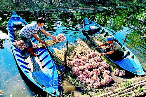 Đẹp lạ lùng hoa súng mùa hạn, nông dân U Minh có thu nhập khá
