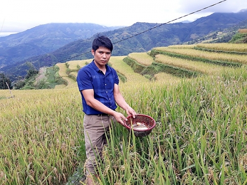 Vì sao dân ở đây nuôi được cá chép trong ruộng bậc thang rất cao?