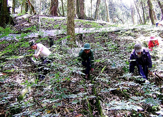 giau bau vat trong rung sau vung dat ngheo gio co nhieu ty phu