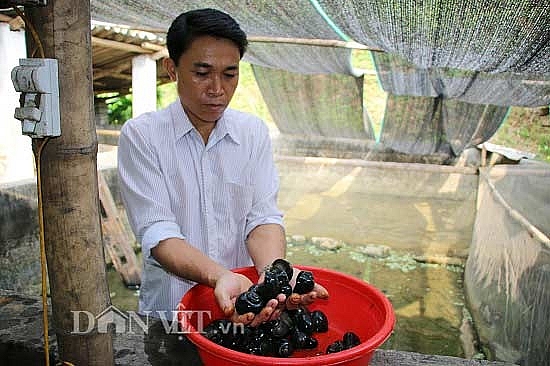 mang oc la len nui tha be beo cho an la cay ban chay hang