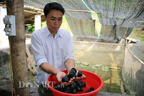 Mang "ốc lạ" lên núi thả bể bèo, cho ăn lá cây, bán cháy hàng