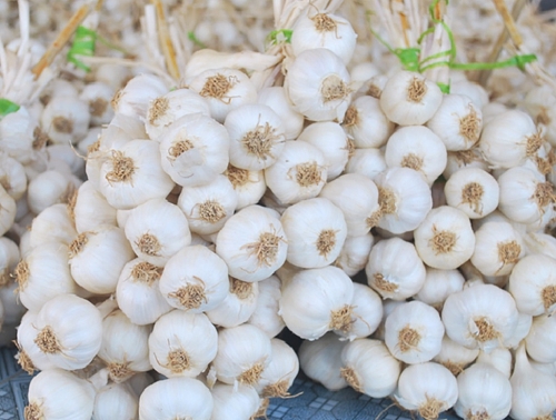 Huyện đảo nào được mệnh danh là “vua của các loài tỏi”?