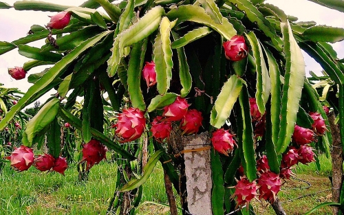 Quả thanh long là đặc sản của vùng đất nào?