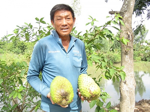 Tỷ phú đêm đi thụ phấn mãng cầu xiêm, bán hơn 200 tấn trái/năm