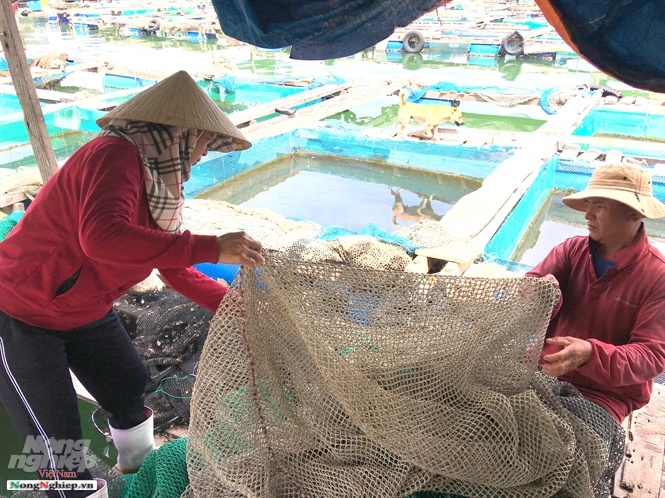 Nhốt cá vào lồng, hết cảnh treo niêu mà cả làng còn đổi đời