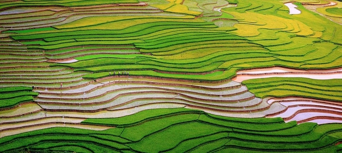 mua nuoc do tren ruong bac thang tu le va mu cang chai