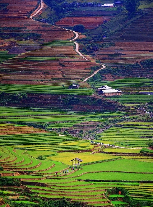 mua nuoc do tren ruong bac thang tu le va mu cang chai