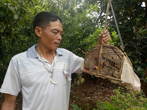 Lạ mà hay: Dùng chim chào mào đầu đàn dụ chim rừng về hót quanh nhà
