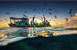 Hành trình "săn" ảnh mùa cá cơm ở Phú Yên