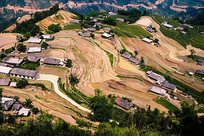 lac buoc giua mua cay tren canh dong ruong bac thang nhu tuyet tac