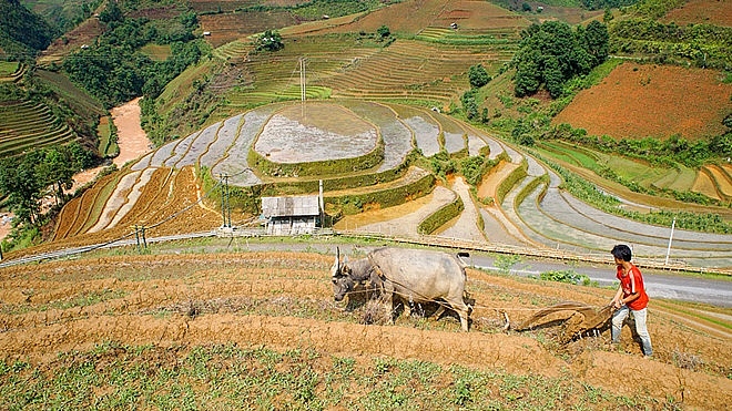 lac buoc giua mua cay tren canh dong ruong bac thang nhu tuyet tac