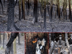 Cận cảnh hoang tàn sau cháy rừng ở Nam Đàn