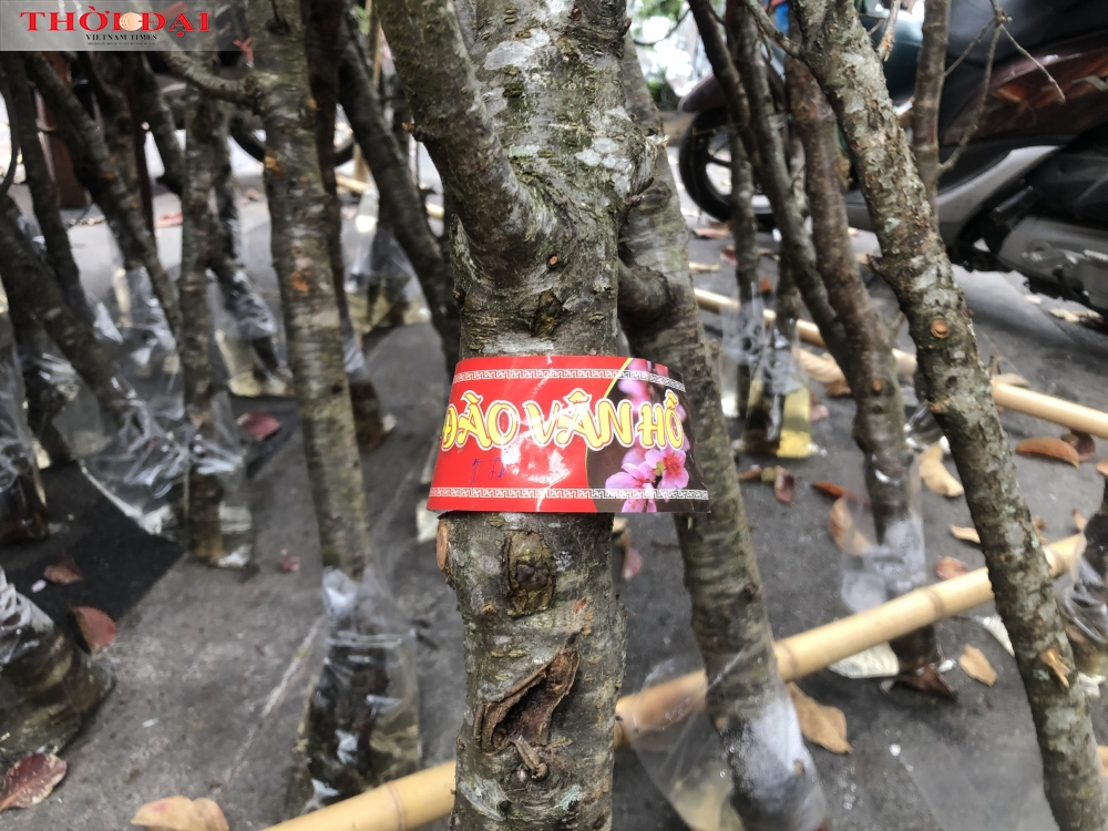 Ngắm những gốc ‘đào rừng có tem’ ở Hà Nội